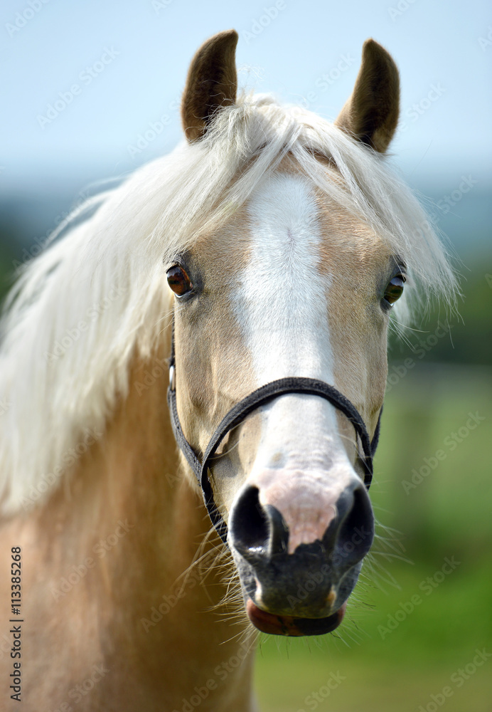 Obraz premium Young horse