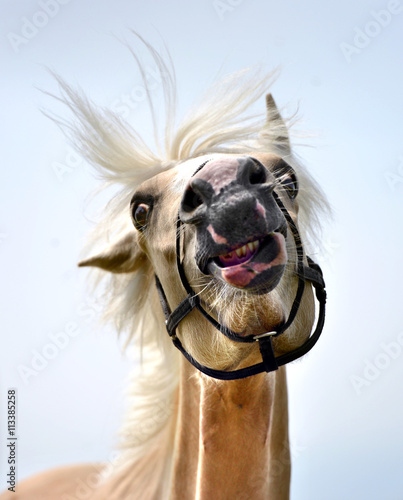 Φωτογραφία Young horse