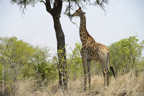 Giraffe  Kruger National Park  South Africa