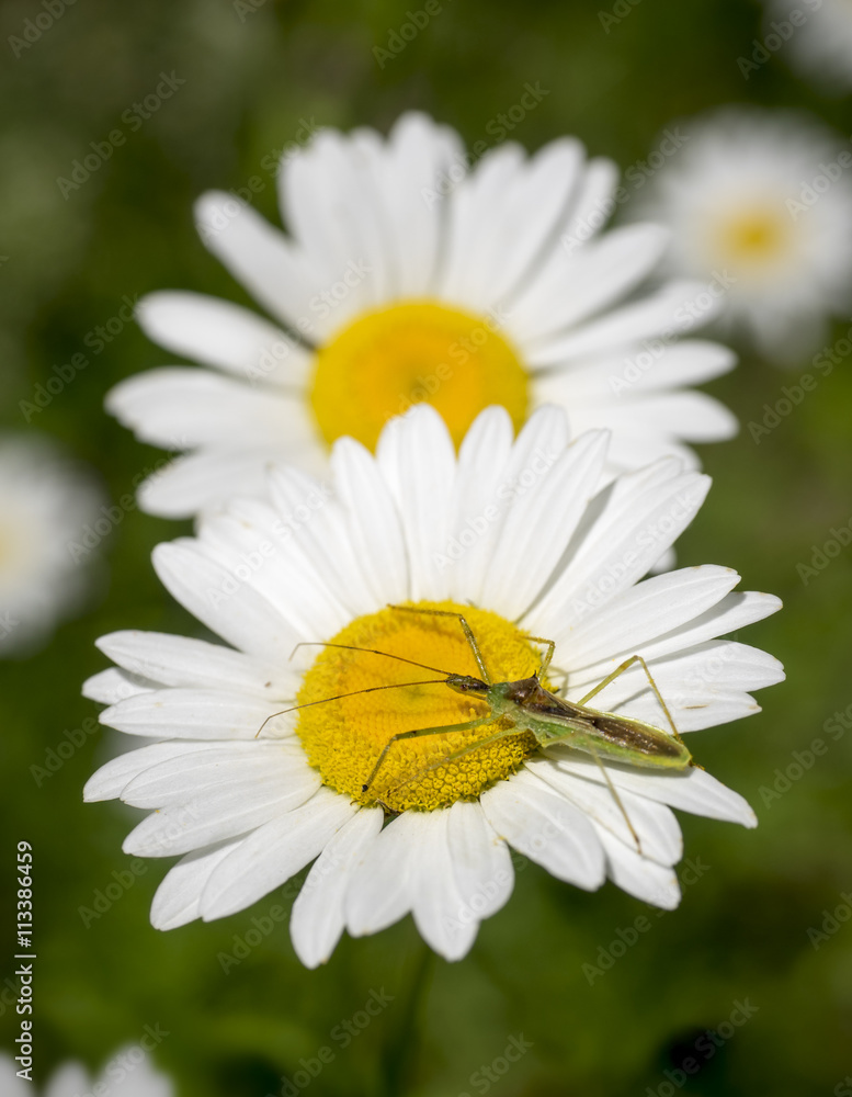 Wild Daisies and Insect: A pair of brightly lit wild Daises with a green and brown Assassin Bug Wild Daisies and Insect: A pair of brightly lit wild Daises with a green and brown Assassin Bug