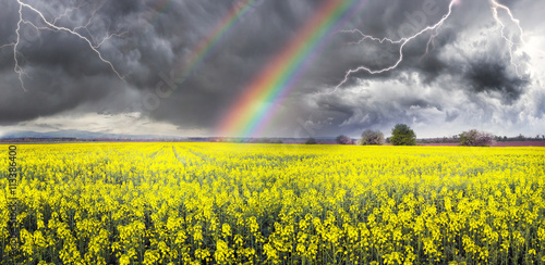 Thunderstorm  on rapeseed field