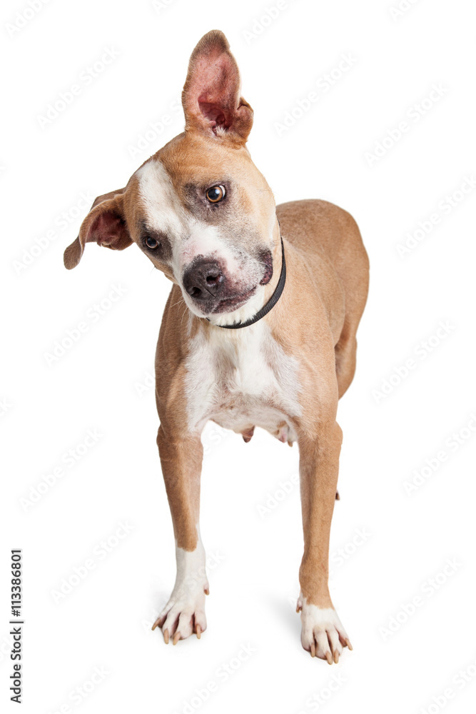 Mixed Breed Dog Tilting Head Full Body