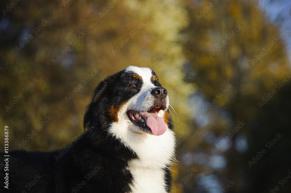 Bernese Mountain Dog in front of fall trees