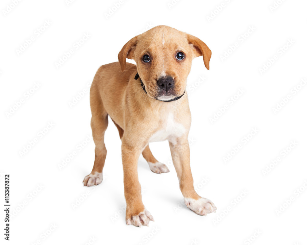 Shy Crossbreed Puppy Over White