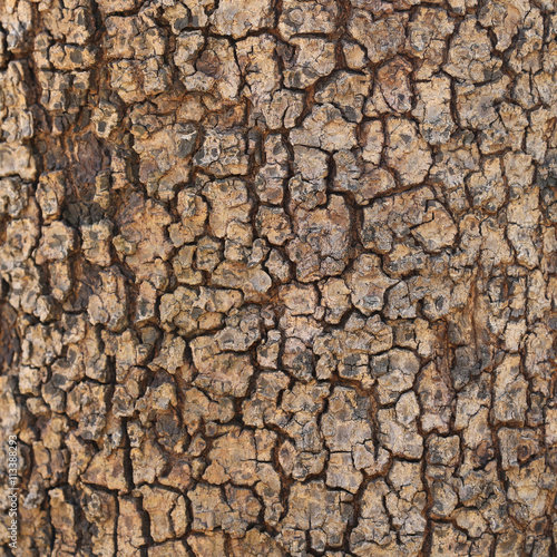 brown bark. may used as background.