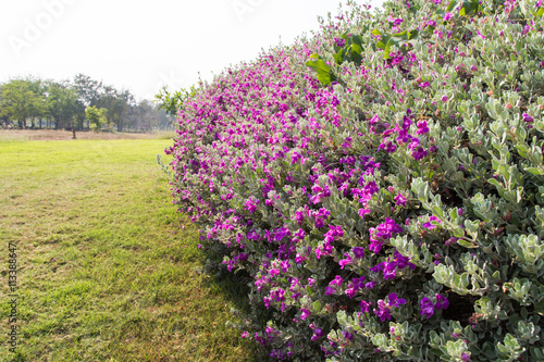 beautiful Purple Leucophyllum frutescens flowers
 photo