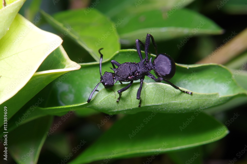 Fototapeta premium Small ant on green leaf and tree