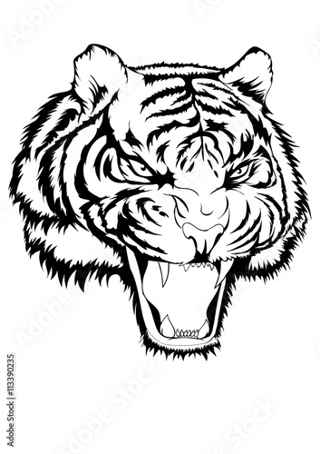 Fototapeta Naklejka Na Ścianę i Meble -  Tiger head angry black and white