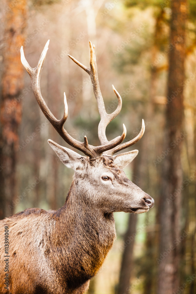 Deer stag deals