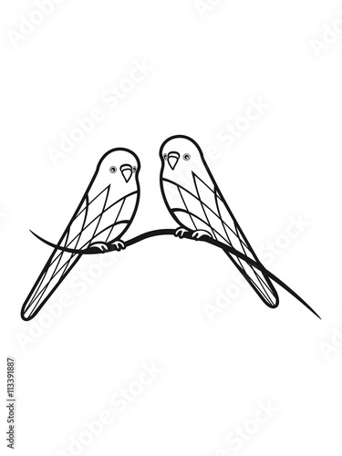 budgerigars bird pattern photo