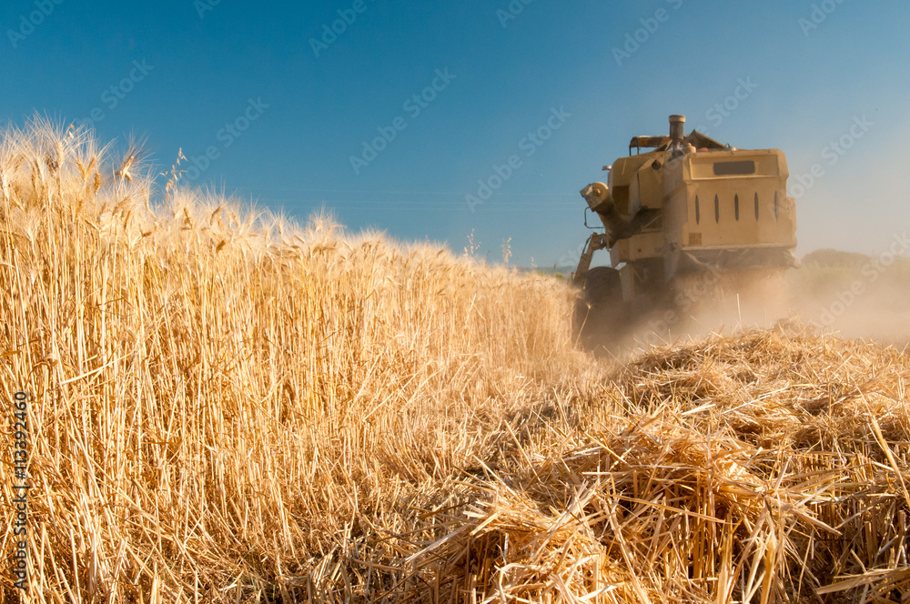 Fototapeta premium Close-up view of some just cut ears of corn and a threshing machine harvesting in the background