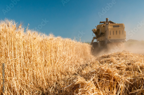 Close-up view of some just cut ears of corn and a threshing machine harvesting in the background