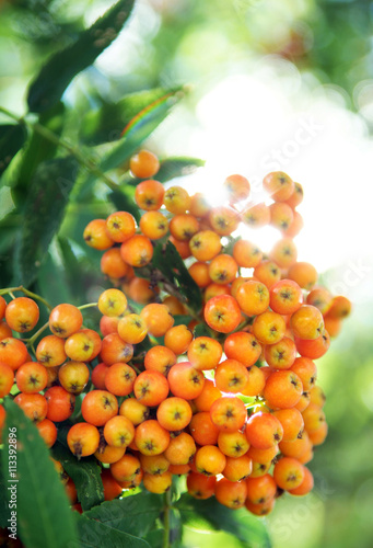 Rowanberry photo