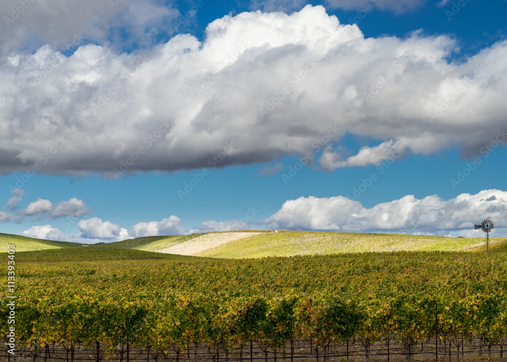 Napa Valley vineyard with white puffy clouds and blue sky