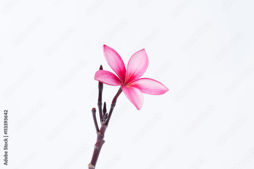Plumeria red on a white background. Plumeria red on a white background.