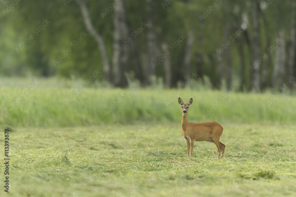 deer in captive