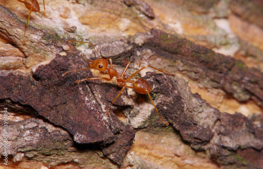 Small ant on green leaf and tree Small ant on green leaf and tree