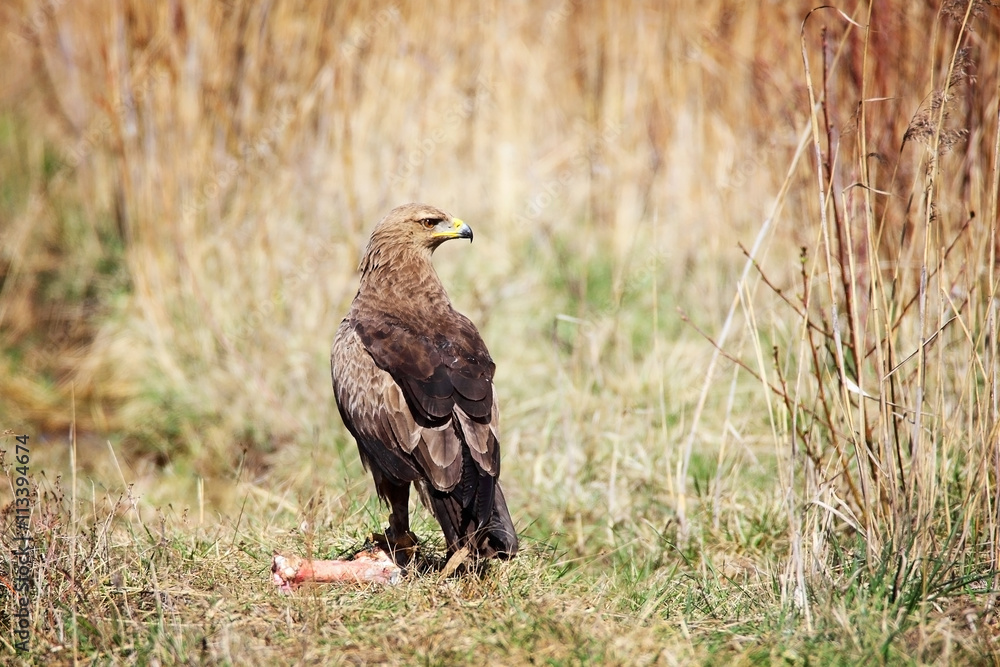 Fototapeta premium lesser spotted eagle
