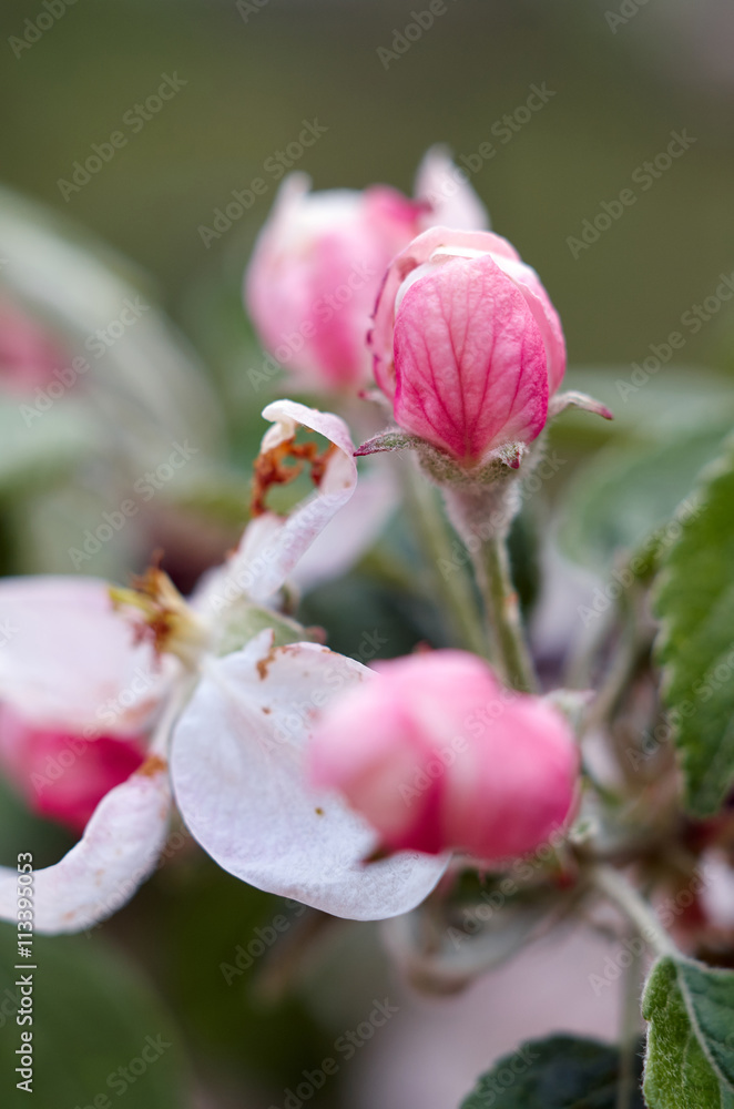 Apple Blossom/Beautiful flowers of the blossoming apple tree in the spring time Apple Blossom/Beautiful flowers of the blossoming apple tree in the spring time