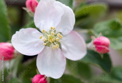 Apple Blossom/Beautiful flowers of the blossoming apple tree in the spring time