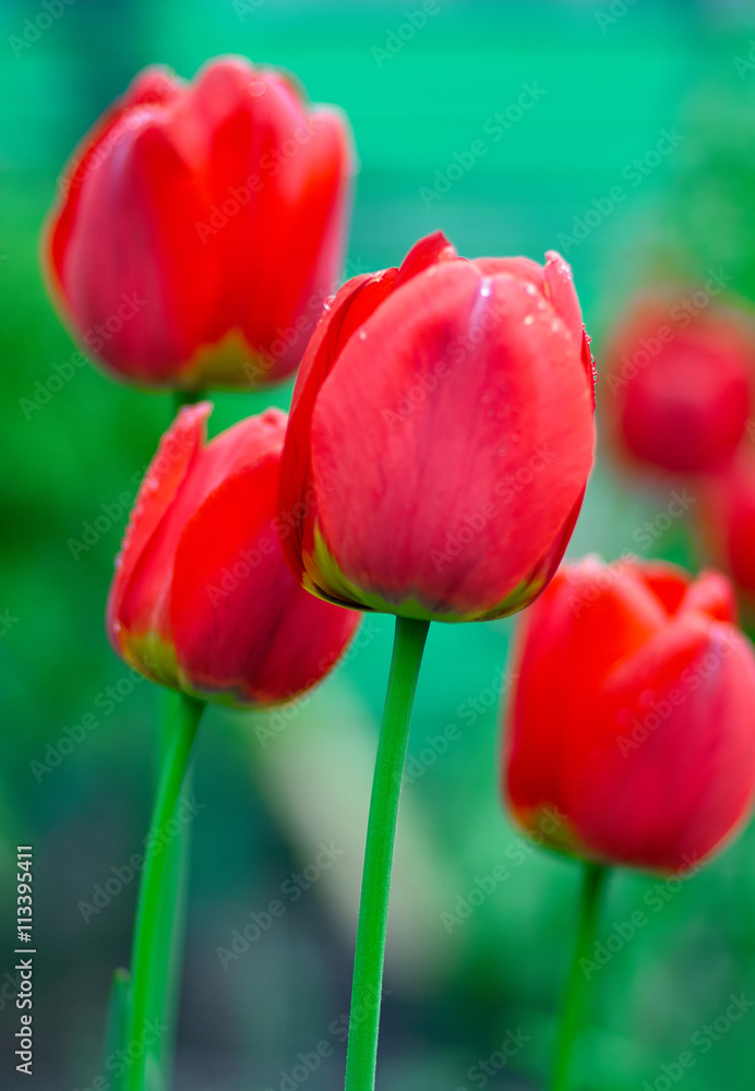 Fresh Spring tulips flowers with water drops in the garden/Beautiful red Tulips Flowers with Waterdrops in the garden. Holiday border on natural green background Fresh Spring tulips flowers with water drops in the garden/Beautiful red Tulips Flowers with Waterdrops in the garden. Holiday border on natural green background