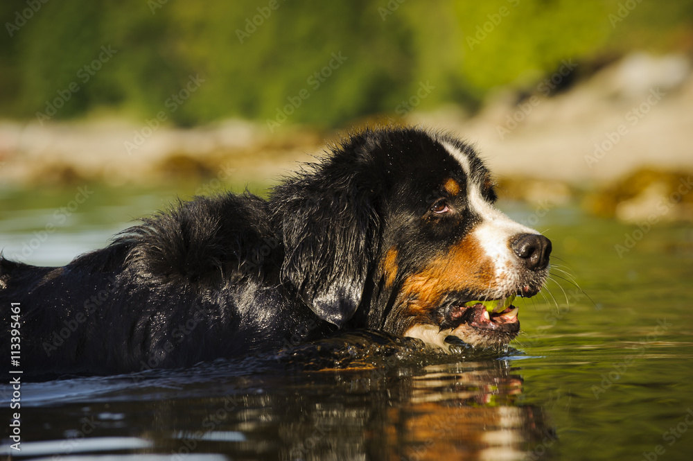 Bernese Mountain Dog swimming through water with ball
