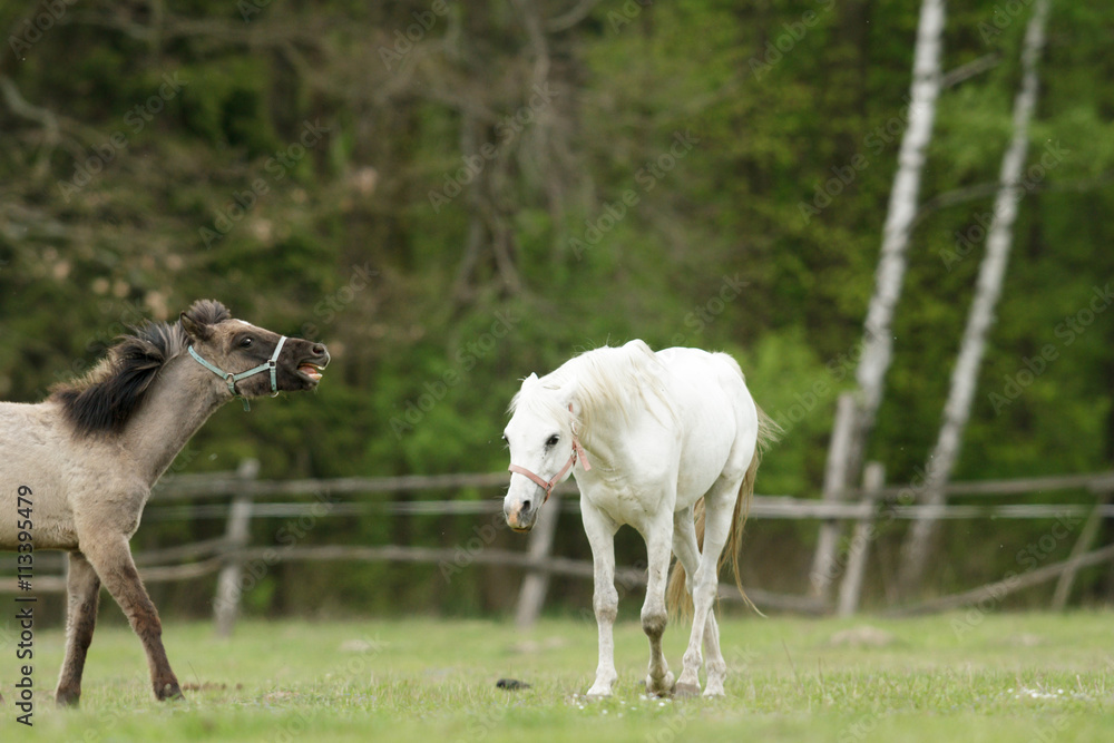 Fototapeta premium horse