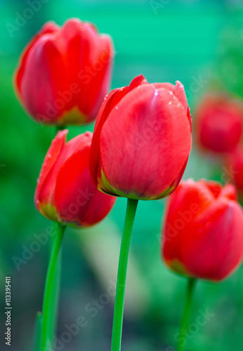 Fresh Spring tulips flowers with water drops in the garden/Beautiful red Tulips Flowers with Waterdrops in the garden. Holiday border on natural green background 