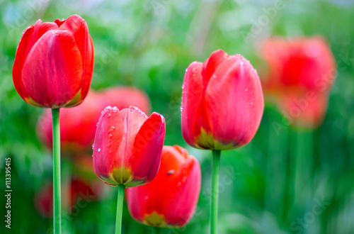 Fresh Spring tulips flowers with water drops in the garden