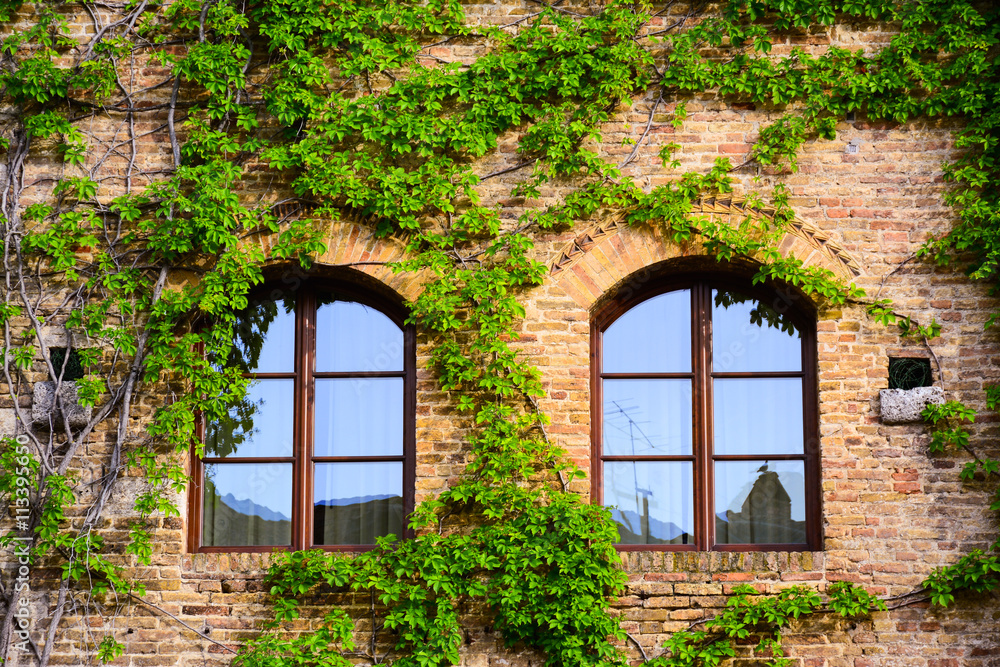 Windows decorated with ivy in the historic center of a Tuscan to Windows decorated with ivy in the historic center of a Tuscan to
