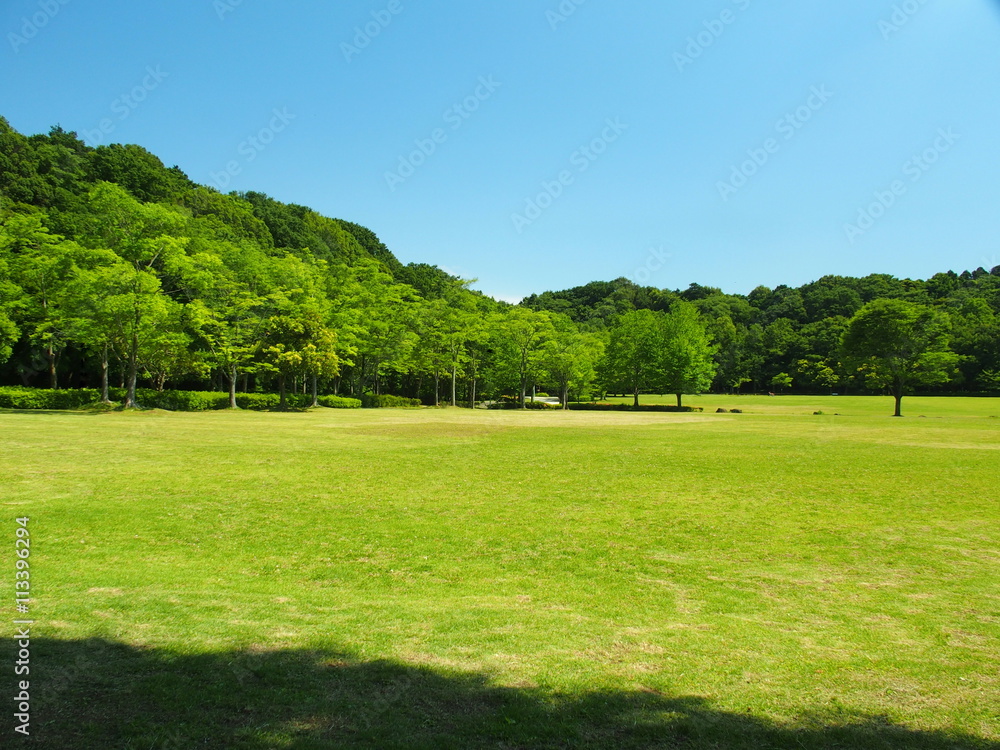 初夏の草原と林風景