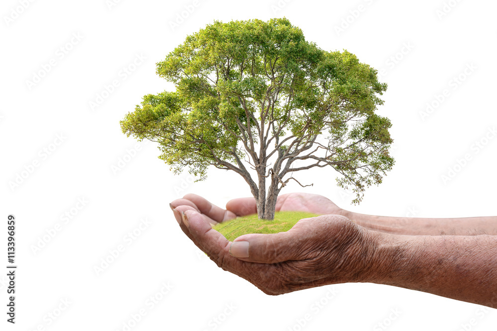 We love the world of ideas, man planted a tree in the hands white background We love the world of ideas, man planted a tree in the hands white background