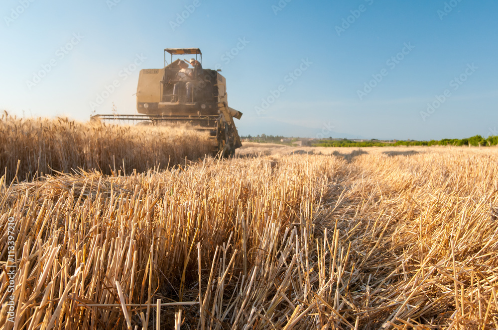 Fototapeta premium Close-up view of some just cut ears of corn and a threshing machine harvesting in the background