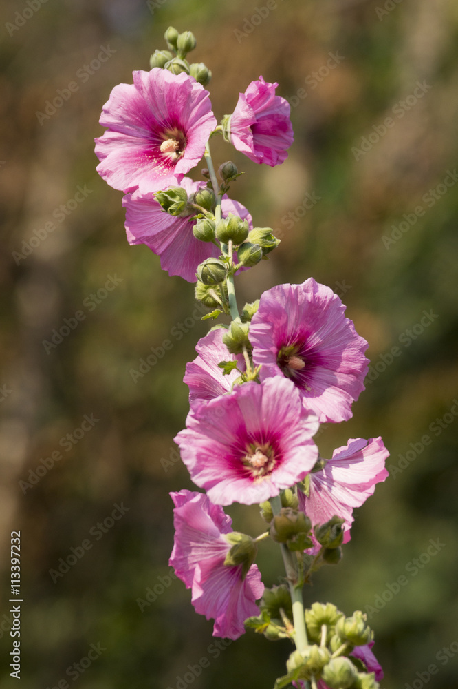 Fototapeta premium Colorful pink flower, garden