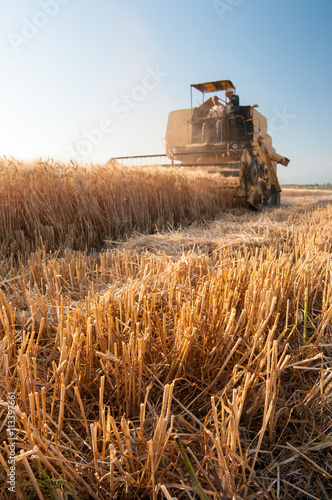 Fotografia Close-up view of some just cut ears of corn and a threshing machine harvesting i