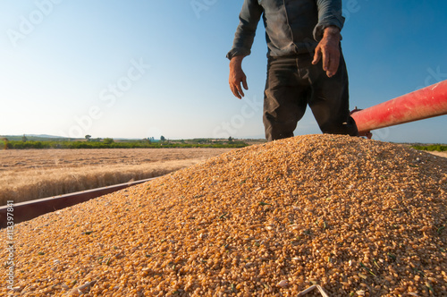 Фотография A heap of just harvested corn inside a container