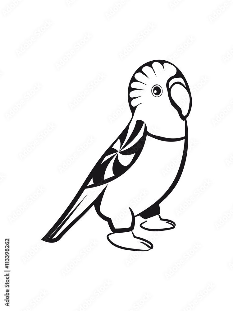 Fototapeta premium budgie bird sweet loving