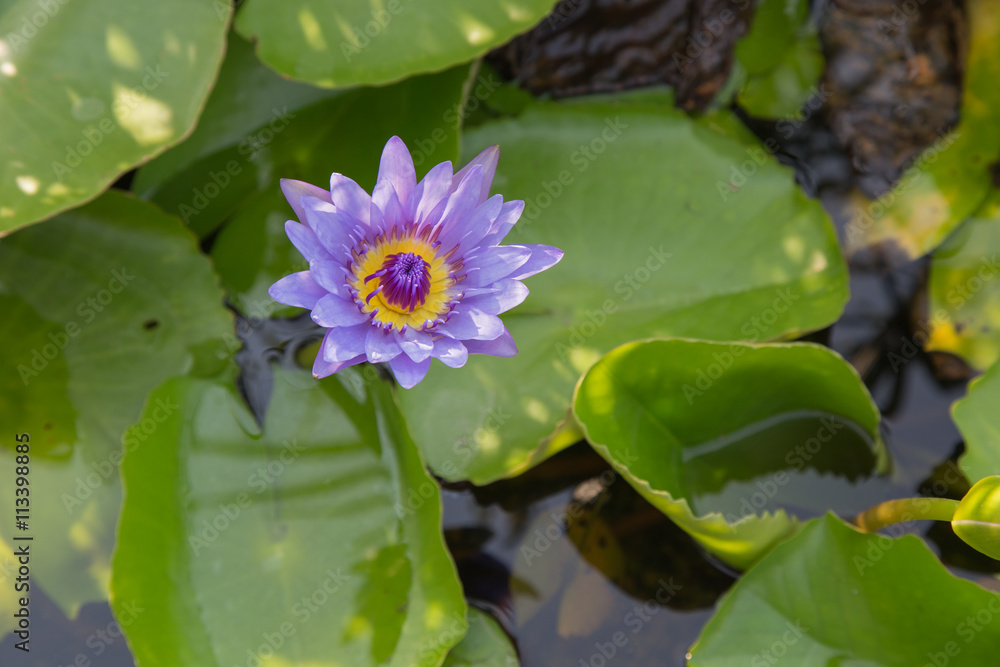 Purple lotus flower in the small pond
Purple lotus flower in the small pond