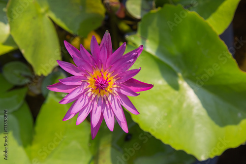 bright soft purple lotus  