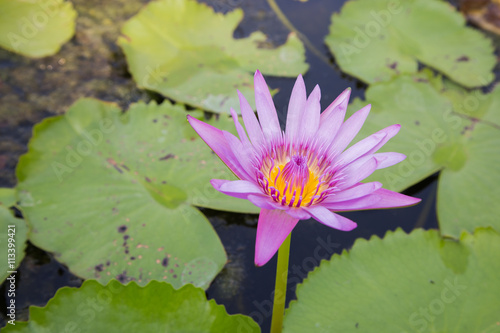 bright soft purple lotus  