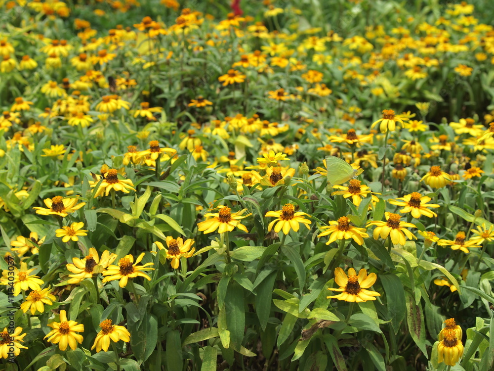 Yellow flower  garden