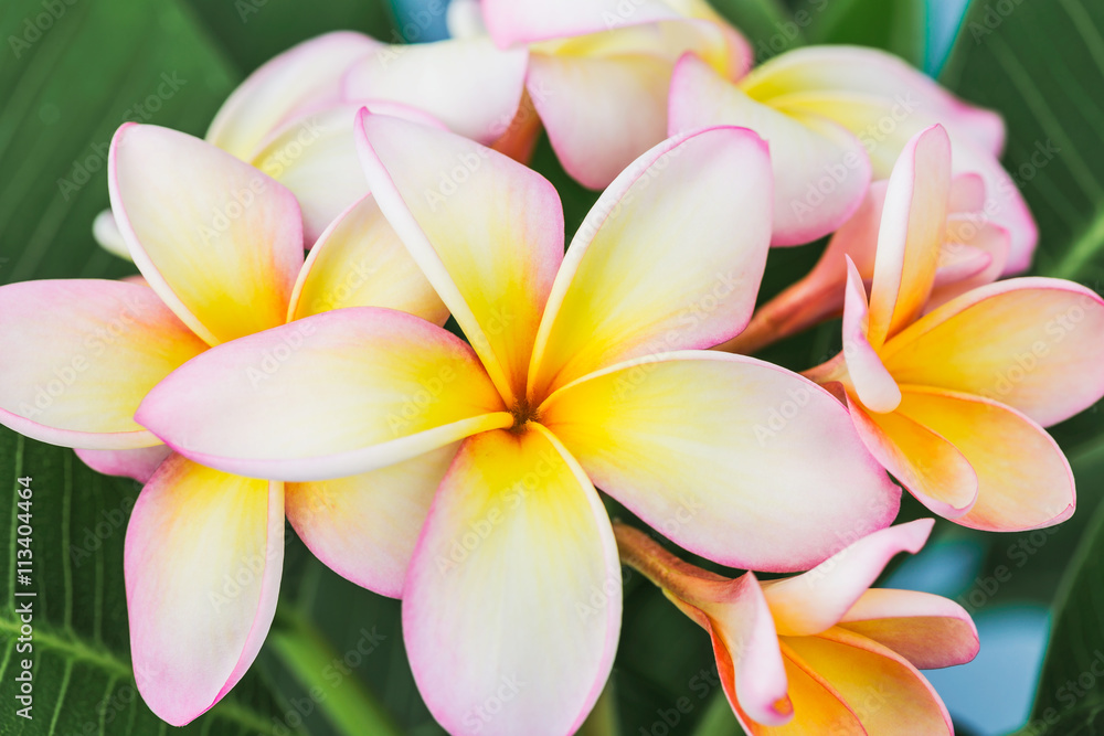 Plumeria or frangipani flower, Tropical flower.