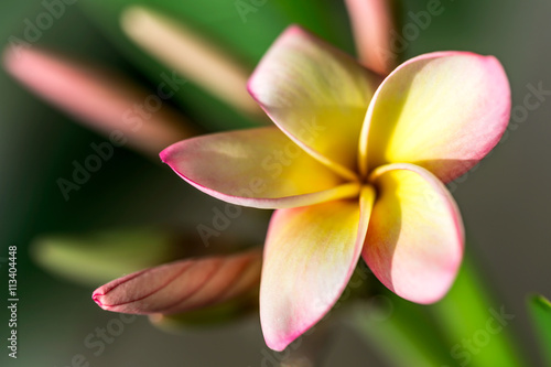Plumeria or frangipani flower  Tropical flower.