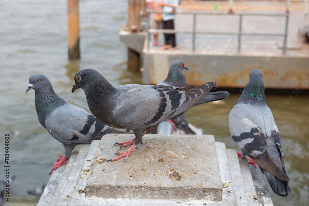 Obraz premium Pigeons near the river in Bangkok, Thailand