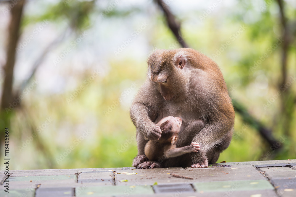 Naklejka premium Mother monkey with monkey baby