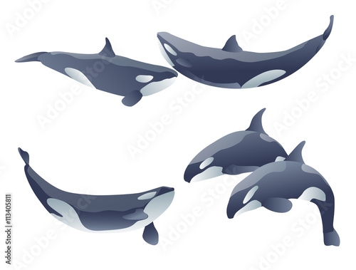 set of cartoon killer whales show on white. vector illustration