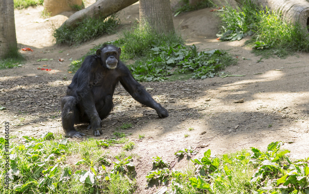 Fototapeta premium Portrait of an adult black monkey. Big Chimpanzee sitting on a meadow.