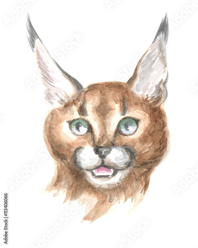 Image of a thoroughbred Caracal cat. Watercolor painting. © olga_a_belova