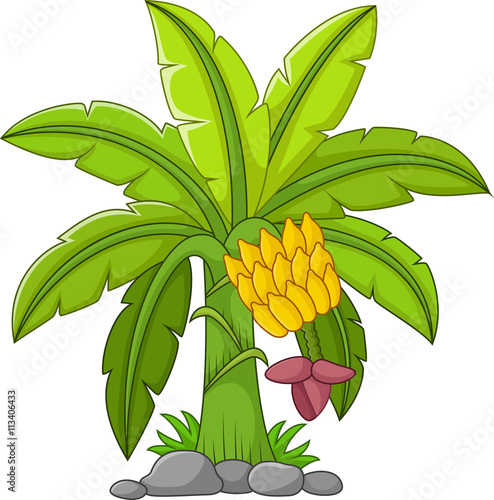 Banana tree on a white background