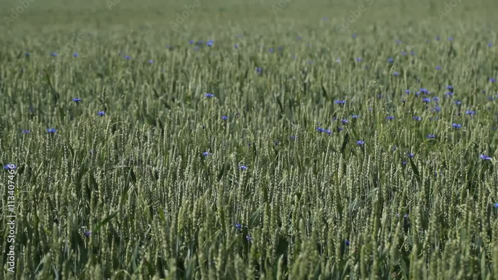 stalks with ears of wheat swaying in the wind stalks with ears of wheat swaying in the wind